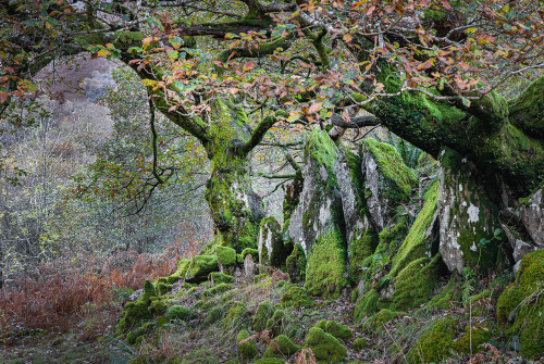 Moss Garden by David Woodthorpe