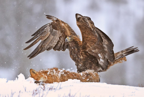 Golden Eagle on Fox by Simon Roberts