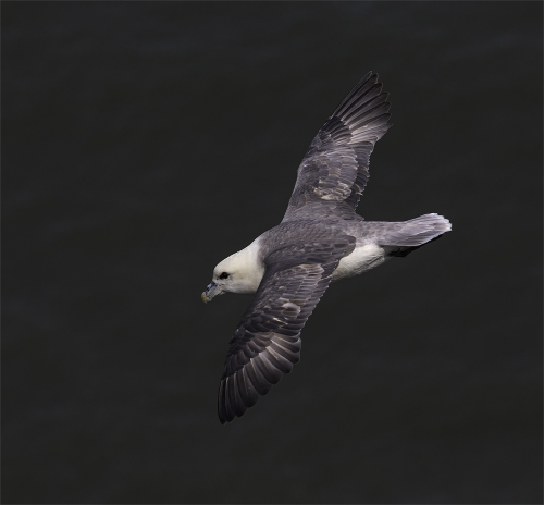 Flying Fulmer by Tricia Rayment