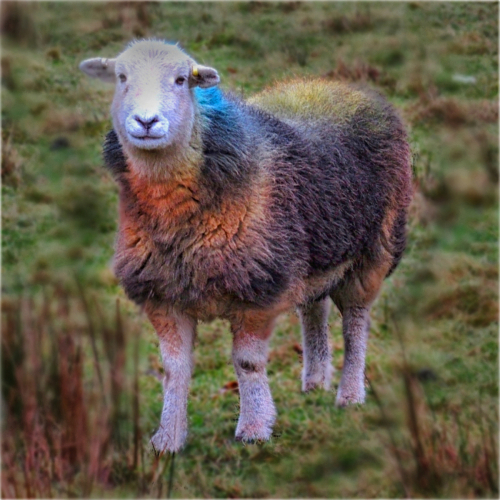 Tinted Herdwick by Philip Cartwright