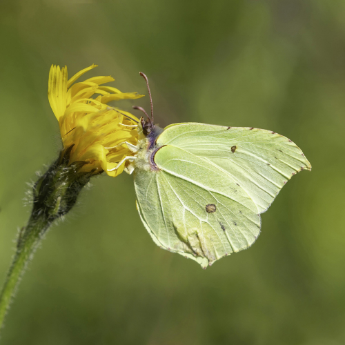 Brimstone by Tony Marsh