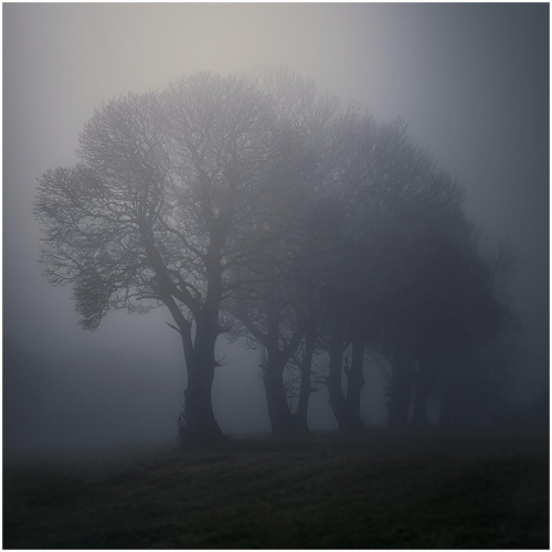 Beeches in the mist by Tony Melling