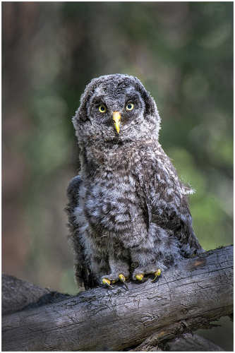 Wild Great Grey Owl Fledgling by Carol Minks