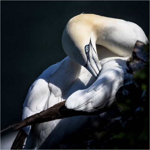 Gannet Preening by Keith Snell