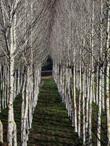 Doe amidst birch by Philip Cartwright