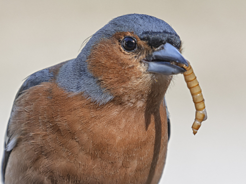 Yummy by David Rayment