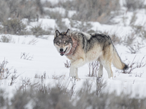  Yellowstone Wolf in Snow by Julie Walker