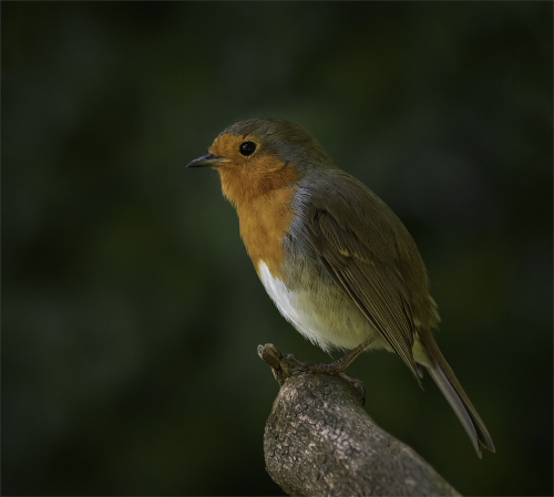Garden Robin by Tricia Rayment