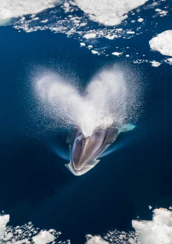 Blowing-Love by Simon Roberts