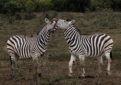 Playful-Moment by Marilyn Woodthorpe
