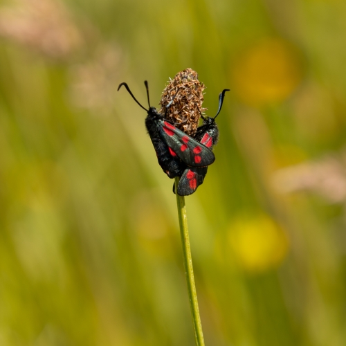 Pair-of-Six-Spot-Burnet-Moths by Mike Rowlinson