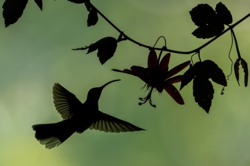 Hummingbird-Silhouette by Tom Stenhouse