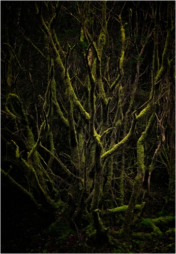 Illuminating by Tony Melling