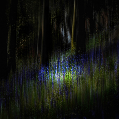 Bluebells-at-nightfall by Ann Healey