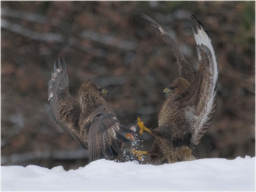 Fighting-Buzzards by Ronnie Gilbert