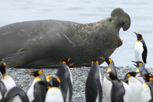Face-off by Keith Snell