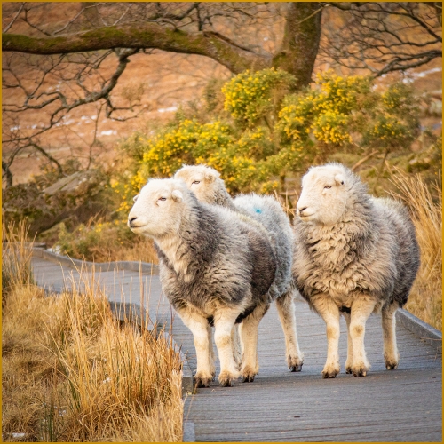 A-stroll-on-the-boardwalk by David Woodthorpe