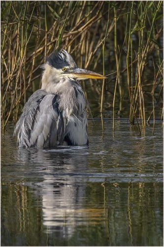 Grey-Heron-just-chillin by Carol Minks