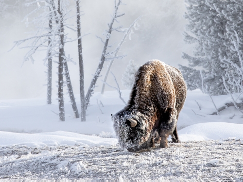 Bison-Foraging-in-Snow by Julie Walker