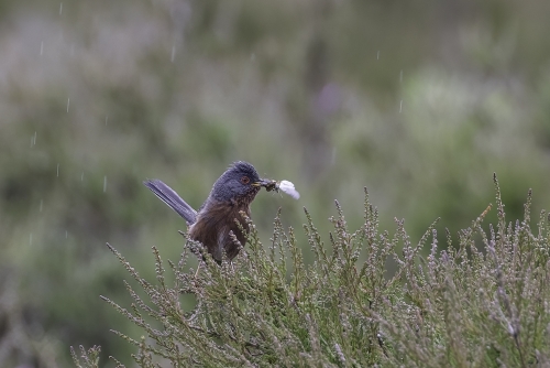 Dartford-Warbler-with-Moth by Tony Marsh