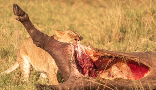 Lunch-is-ready by Mike Kidd