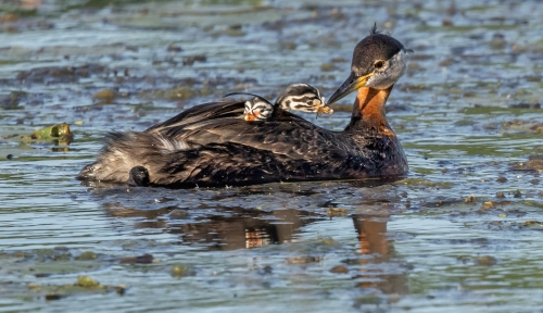 Red-Necked-Grebe-Feeding-Chick by Julie Walker