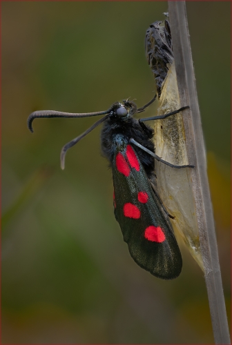 Newly-emerged-Burnet-moth by David Woodthorpe