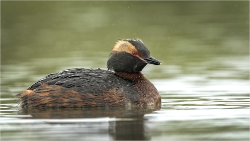 Slavonian-Grebe by Carol Minks