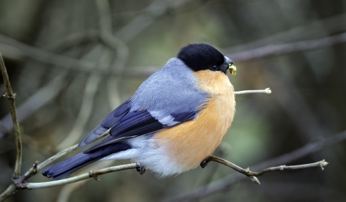 Male-Bullfinch-Eating-Honeysuckle-buds by Tony Marsh