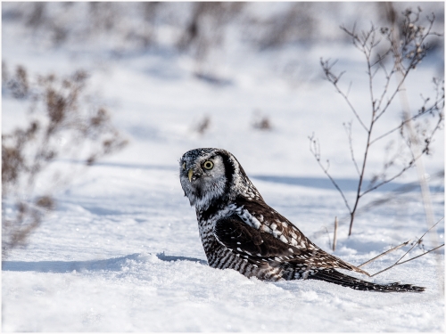 Hawk-Owl-Hunting-in-Snow by Ronnie Gilbert