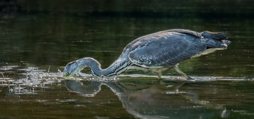 Wild Grey Heron Fishing by Jo Knight