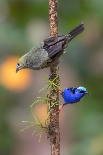 The-Odd-Couple by Tom Stenhouse