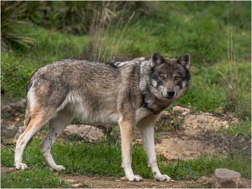European-Grey-Wolf by Ronnie Gilbert