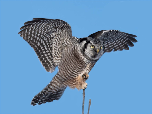 Hawk-Owl-Clinging-on by Ronnie Gilbert