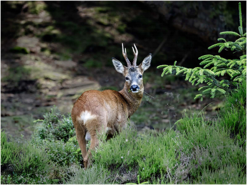 Roe-Buck by Ronnie Gilbert