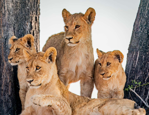 Waiting-for-mum by Mike Kidd
