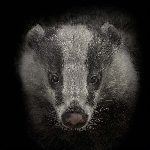 Wild Badger Cub by Jo Knight