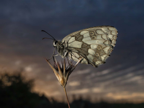 Marbled-White-At-Sunrise by Jeremy Malley-Smith