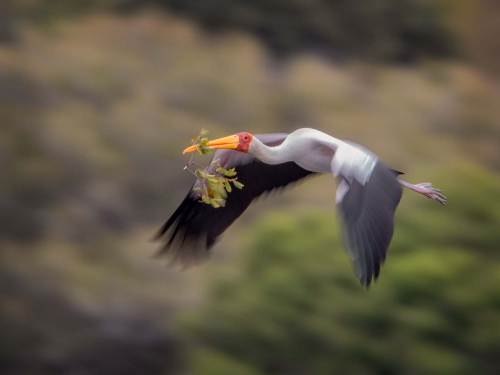 Yellow-Billed-Stork-With-Nesting-Material-ICM by Jeremy Malley-Smith