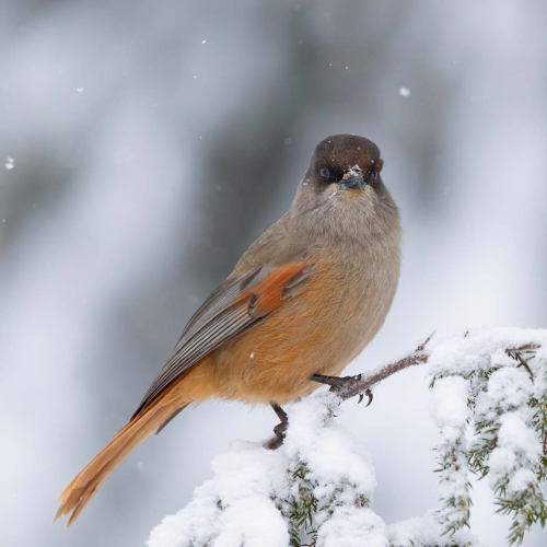 Siberian-Jay by Tony Marsh