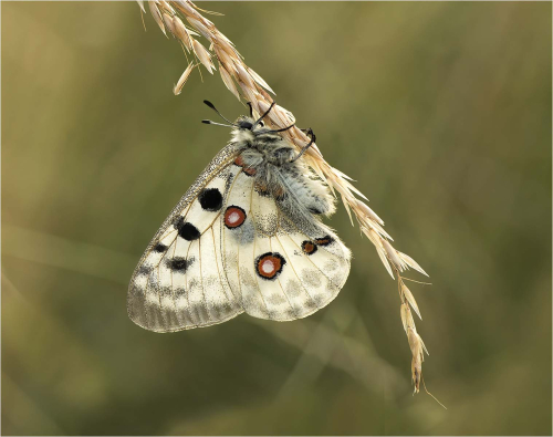 Roosting-Apollo-Butterfly by Carole Minks
