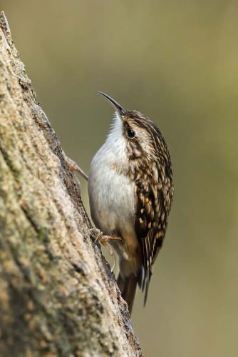 Tree-Creeper by Carole Minks