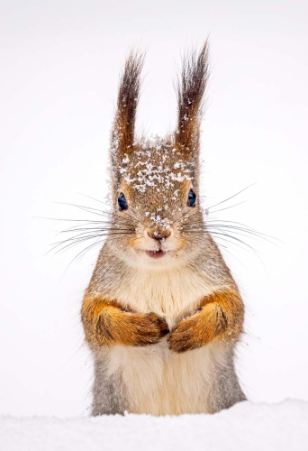 Xmas-Squirrel by Simon Roberts