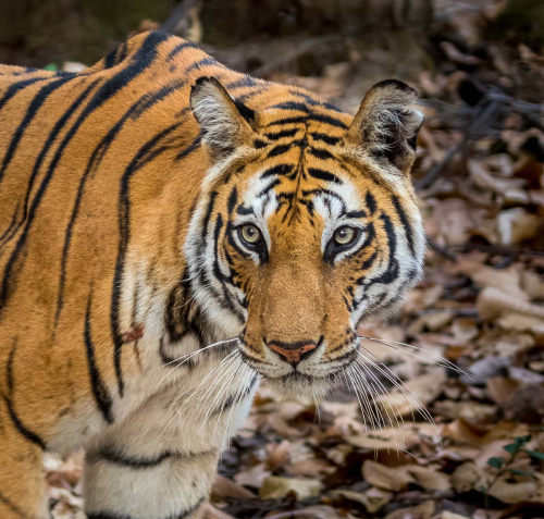 Tiger-Bandhavgarh by Graham Smith