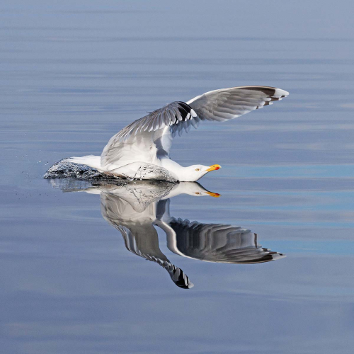Double-Gull-Landing by Keith Snell