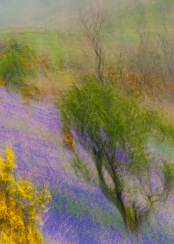Rannerdale-In-Bloom by Keith Snell