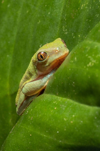 Leaf-Frog by Tom Stenhouse