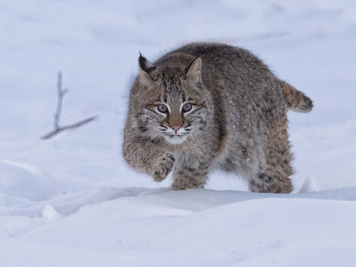 Bob-Cat-in-Snow by Julie Walker