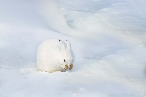 Arctic-Hare by Pete Whieldon