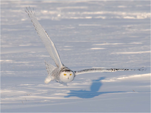 Hunting-Snowy-Owl by Ronnie Gilbert